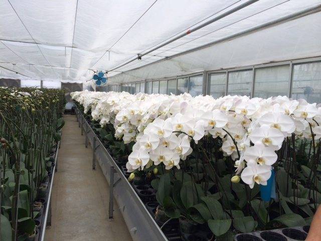 Cây Lan Hồ Điệp Cần Được Sống Trong Môi Trường Thông Thoáng Với Đầy Đủ Hệ Thống Thông Gió Cây Lan Hồ Điệp Cần Được Sống Trong Môi Trường Thông Thoáng Với Đầy Đủ Hệ Thống Thông Gió