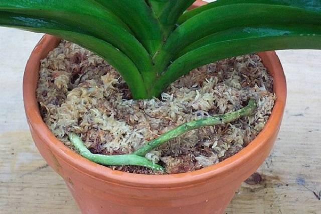 Chậu Trồng Lan Hồ Điệp Cần Có Kích Thước Vừa Vặn Để Cây Phát Triển Chậu Trồng Lan Hồ Điệp Cần Có Kích Thước Vừa Vặn Để Cây Phát Triển