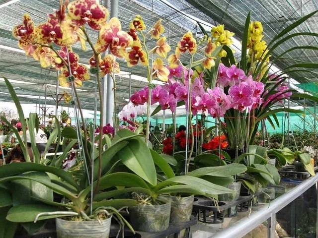 Đảm Bảo Tưới Đủ Lượng Nước Tưới Cho Cây Và Tưới Với Tần Suất Vừa Phải Để Cây Không Bị Úng Đảm Bảo Tưới Đủ Lượng Nước Tưới Cho Cây Và Tưới Với Tần Suất Vừa Phải Để Cây Không Bị Úng