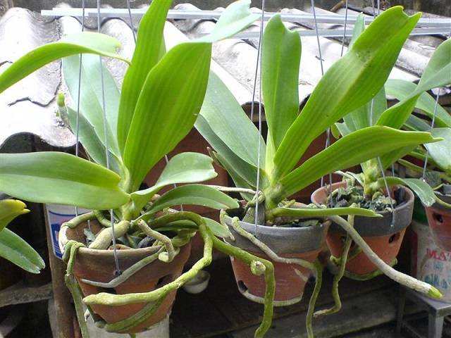 Đặt Cây Lan Hồ Điệp Ở Nơi Thông Thoáng, Có Ánh Sáng Vừa Phải Và Không Bị Ánh Nắng Chiếu Trực Tiếp Đặt Cây Lan Hồ Điệp Ở Nơi Thông Thoáng, Có Ánh Sáng Vừa Phải Và Không Bị Ánh Nắng Chiếu Trực Tiếp