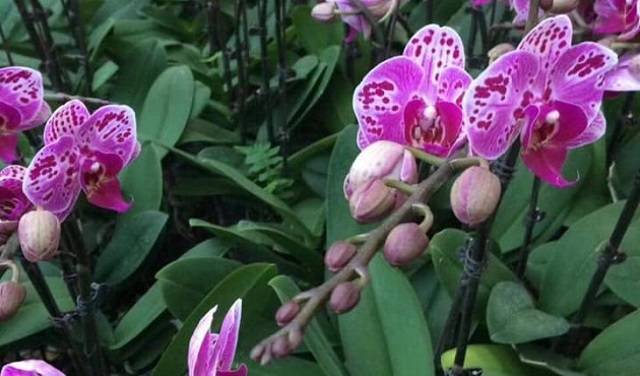 Không Thể Bỏ Qua Khâu Bón Phân Để Cây Phát Triển Tốt Và Ra Hoa Đúng Dịp Không Thể Bỏ Qua Khâu Bón Phân Để Cây Phát Triển Tốt Và Ra Hoa Đúng Dịp