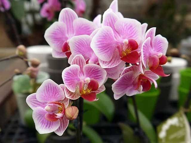 Lan Hồ Điệp Là Loài Hoa Đẹp Được Rất Nhiều Gia Đình Trang Trí Dịp Tết Nguyên Đán Lan Hồ Điệp Là Loài Hoa Đẹp Được Rất Nhiều Gia Đình Trang Trí Dịp Tết Nguyên Đán