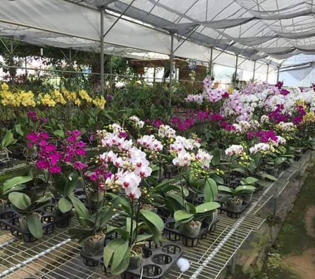 Phòng Trừ Sâu Bệnh Cho Cây Là Việc Cần Làm Để Cây Lan Hồ Điệp Phát Triển Tốt, Ra Hoa Đẹp Phòng Trừ Sâu Bệnh Cho Cây Là Việc Cần Làm Để Cây Lan Hồ Điệp Phát Triển Tốt, Ra Hoa Đẹp