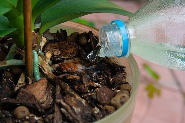 Tưới Nước Đầy Đủ Để Cây Có Độ Ẩm Cần Thiết Và Không Bị Thiếu Nước Tưới Nước Đầy Đủ Để Cây Có Độ Ẩm Cần Thiết Và Không Bị Thiếu Nước