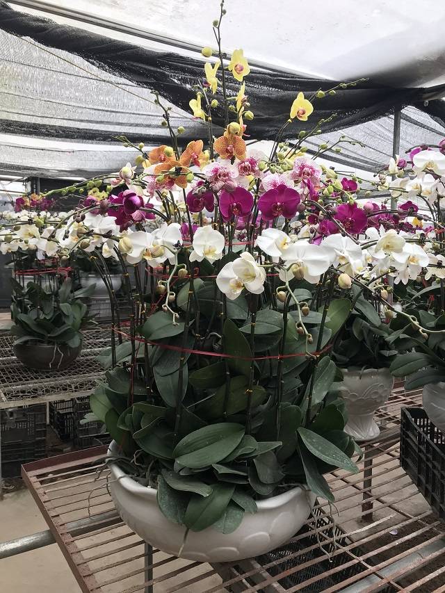 Tưới Nước Phù Hợp Sẽ Giúp Bạn Có Chậu Hoa Đẹp Để Trang Trí Vào Dịp Tết Nguyên Đán Tưới Nước Phù Hợp Sẽ Giúp Bạn Có Chậu Hoa Đẹp Để Trang Trí Vào Dịp Tết Nguyên Đán