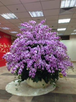Chậu Hoa Lan Hồ Điệp Tết Màu Tím 130 Cành May Mắn, Thịnh Vượng 1 Chau Hoa Lan Ho Diep Tet 26