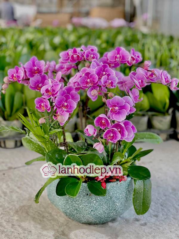 Tổng Hợp Những Mẫu Hoa Lan Hồ Điệp Tết Sang Trọng Và Đẳng Cấp 41 Hoa Lan Hồ Điệp Tết Mang Đến Vẻ Đẹp Sang Trọng Và Đẳng Cấpp