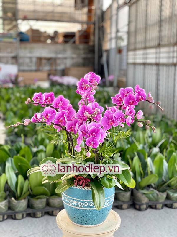 Tổng Hợp Những Mẫu Hoa Lan Hồ Điệp Tết Sang Trọng Và Đẳng Cấp 55 Những Lưu Ý Khi Trưng Hoa Lan Hồ Điệp Ngày Tết
