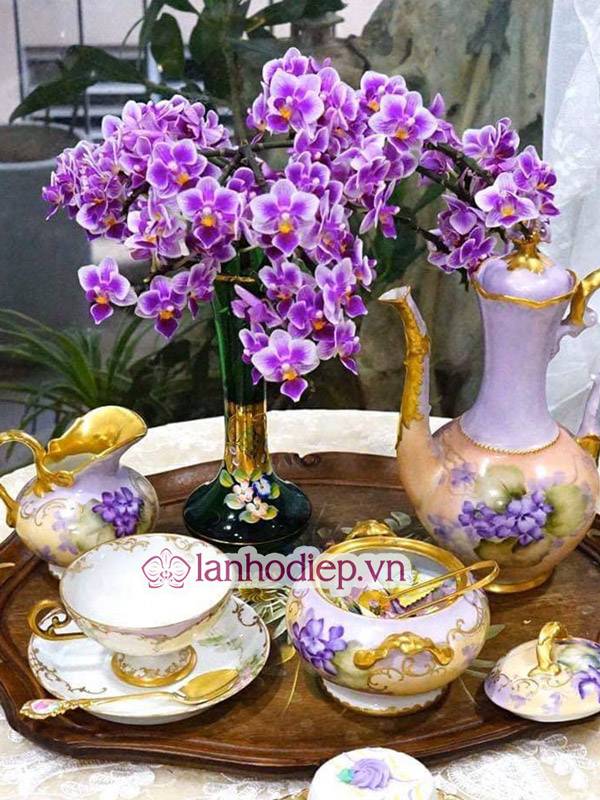 Tổng Hợp Những Mẫu Hoa Lan Hồ Điệp Tết Sang Trọng Và Đẳng Cấp 57 Không Nên Tưới Nước Chậu Hoa Lan Hồ Điệp Quá Nhiều