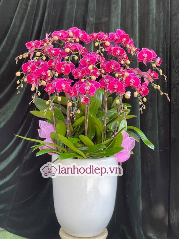 Tổng Hợp Những Mẫu Hoa Lan Hồ Điệp Tết Sang Trọng Và Đẳng Cấp 58 Không Nên Bỏ Xác Trà Hoặc Cà Phê Vào Chậu Lan Hồ Điệp