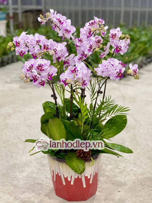 Tổng Hợp Những Mẫu Hoa Lan Hồ Điệp Tết Sang Trọng Và Đẳng Cấp 59 Nên Lựa Chọn Mua Hoa Lan Hồ Điệp Tết Ở Các Cửa Hàng Uy Tín