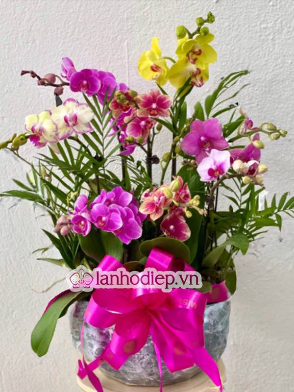 Tổng Hợp Những Mẫu Hoa Lan Hồ Điệp Tết Sang Trọng Và Đẳng Cấp 60 Nơi Bán Hoa Lan Hồ Điệp Tết Nhâm Dần