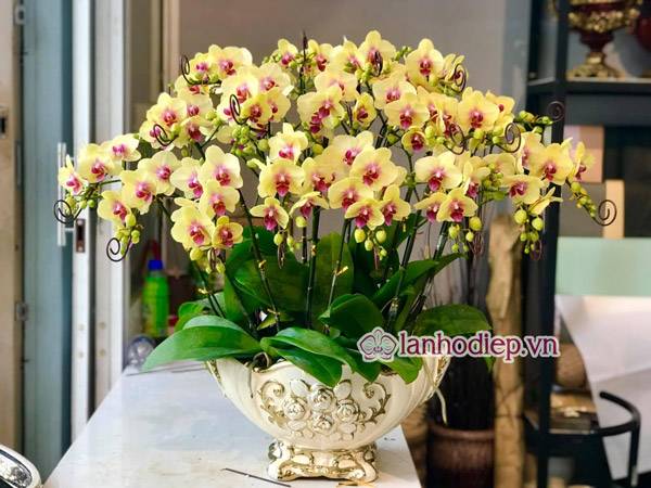 Tổng Hợp Những Mẫu Hoa Lan Hồ Điệp Tết Sang Trọng Và Đẳng Cấp 61 Nơi Bán Hoa Lan Hồ Điệp Đẹp Giá Rẻ Tại Hà Nội