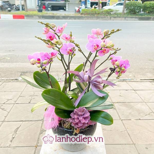 Tổng Hợp Những Mẫu Hoa Lan Hồ Điệp Tết Sang Trọng Và Đẳng Cấp 62 Hoa Lan Hà Nội Bán Hoa Lan Hồ Điệp Tết Uy Tín Chất Lượng