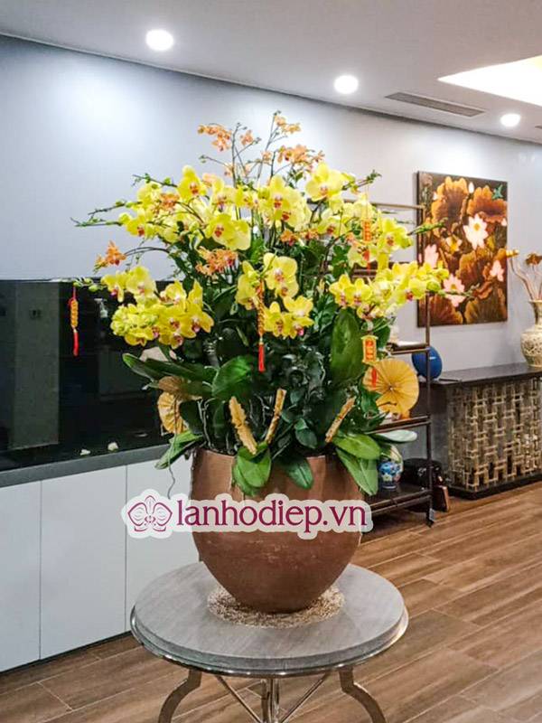 Tổng Hợp Những Mẫu Hoa Lan Hồ Điệp Tết Sang Trọng Và Đẳng Cấp 54 Mẫu Hoa Lan Hồ Điệp Tết Độc Đáo Ấn Tượng