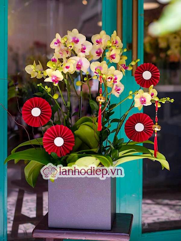 Tổng Hợp Những Mẫu Hoa Lan Hồ Điệp Tết Sang Trọng Và Đẳng Cấp 34 Hoa Lan Hồ Điệp Trưng Tết Mang Đến Nhiều Điều May Mắn