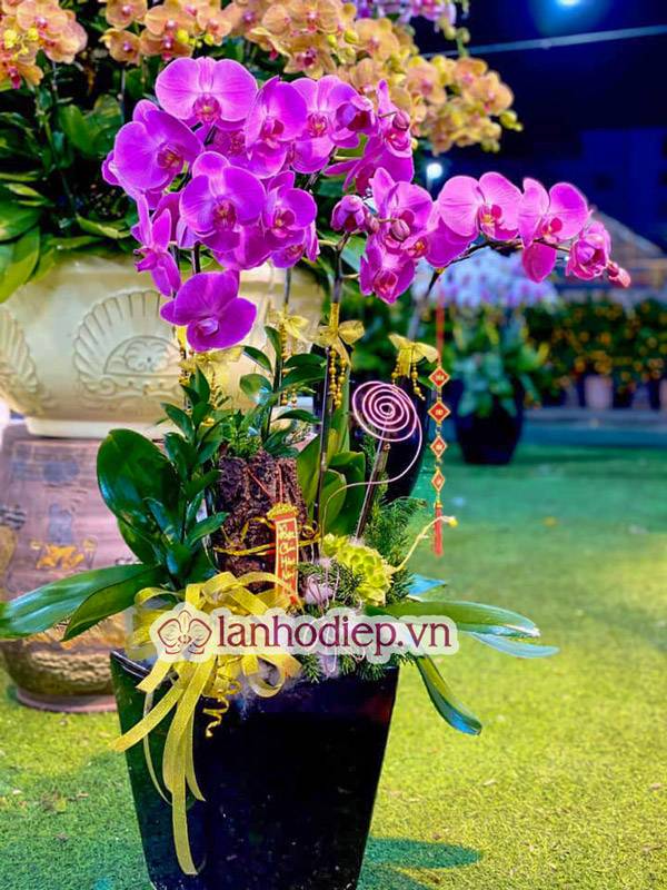 Tổng Hợp Những Mẫu Hoa Lan Hồ Điệp Tết Sang Trọng Và Đẳng Cấp 35 Ý Nghĩa Hoa Lan Hồ Điệp Tết