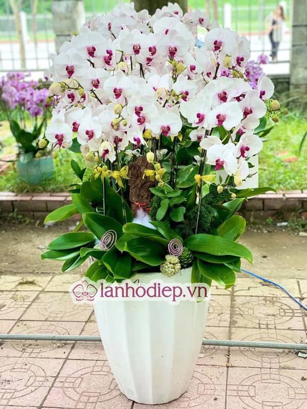 Tổng Hợp Những Mẫu Hoa Lan Hồ Điệp Tết Sang Trọng Và Đẳng Cấp 36 Hoa Lan Hồ Điệp Tượng Trưng Cho Sự Ấm No Hạnh Phúc