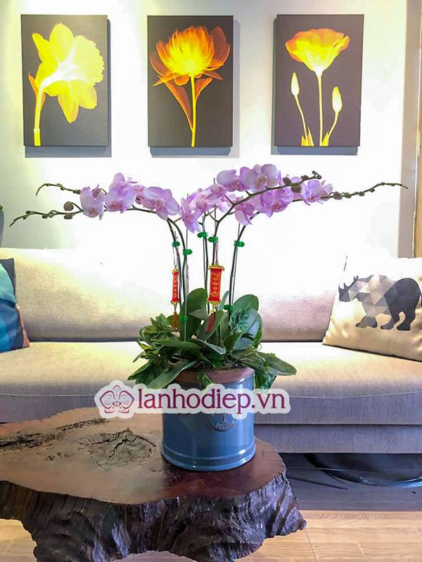 Tổng Hợp Những Mẫu Hoa Lan Hồ Điệp Tết Sang Trọng Và Đẳng Cấp 37 Hoa Lan Hồ Điệp Tượng Trưng Cho Nhiều Điều May Mắn, Giàu Sang, Phú Quý
