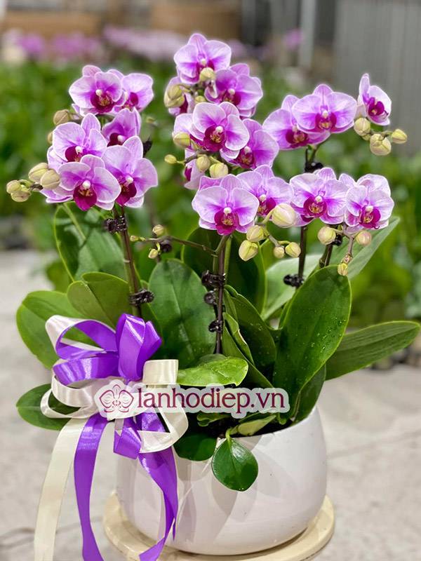 Tổng Hợp Những Mẫu Hoa Lan Hồ Điệp Tết Sang Trọng Và Đẳng Cấp 38 Hoa Lan Hồ Điệp Tết Nhâm Dần 2022