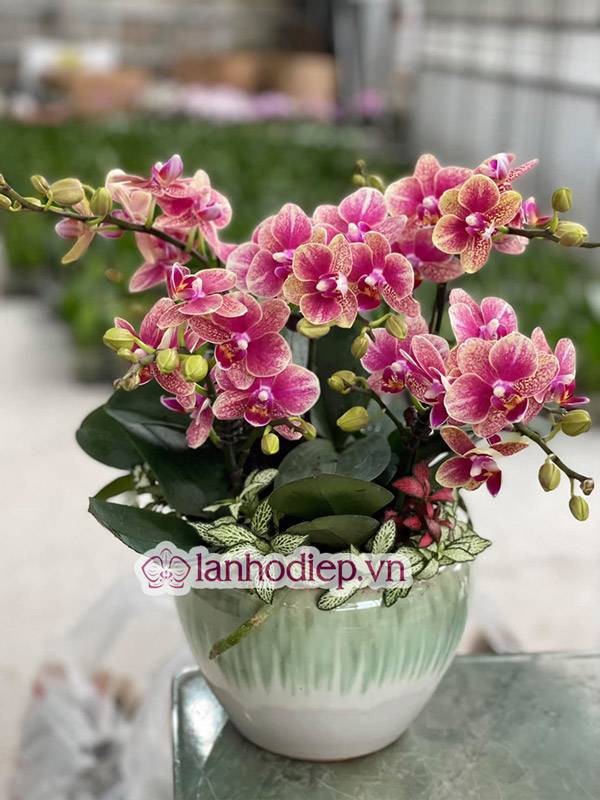 Tổng Hợp Những Mẫu Hoa Lan Hồ Điệp Tết Sang Trọng Và Đẳng Cấp 39 Xu Hướng Hoa Lan Hồ Điệp Năm 2022