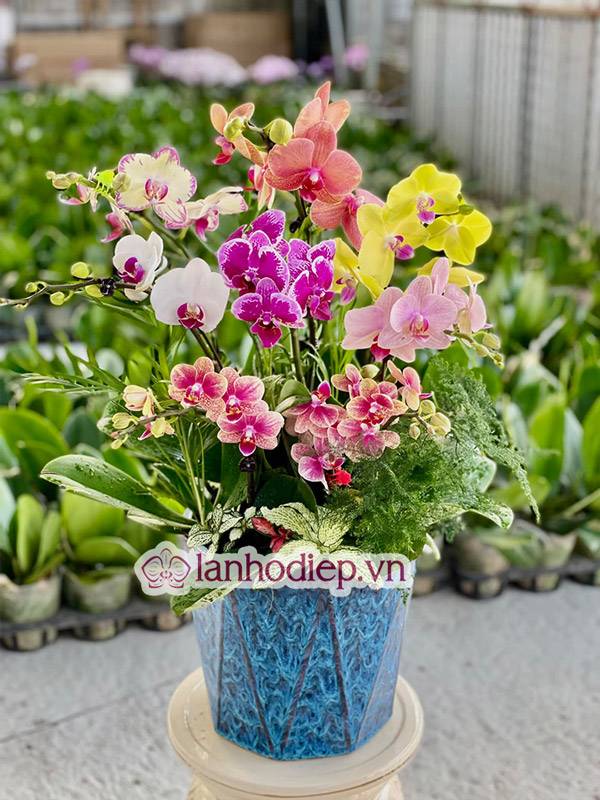 Tổng Hợp Những Mẫu Hoa Lan Hồ Điệp Tết Sang Trọng Và Đẳng Cấp 40 Hoa Lan Hồ Điệp Tết 2022 Mang Đến Sự Năng Động, Trẻ Trung