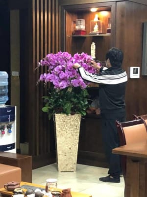 Chậu Hoa Lan Hồ Điệp Tết Màu Tím 100 Cành May Mắn, Thịnh Vượng 3 Chậu Hoa Lan Hồ Điệp Tết