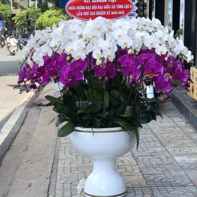 Chậu Hoa Lan Hồ Điệp Tết Đa Sắc 110 Cành Quà Tặng, May Mắn 2 Chậu Hoa Lan Tết
