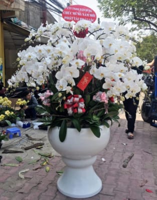 Chậu Hoa Lan Hồ Điệp Tết Màu Trắng 90 Cành Sang Trọng, Tinh Tế 1 Chậu Hoa Lan Hồ Điệp Tết