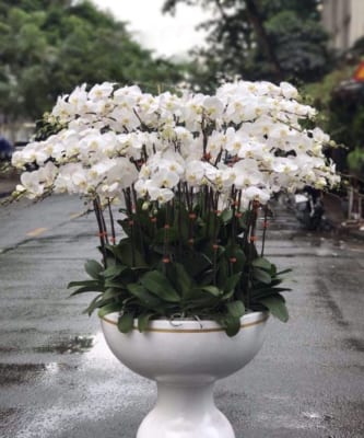 Chậu Hoa Lan Hồ Điệp Tết Màu Trắng 100 Cành May Mắn, Tốt Lành 1 Chậu Hoa Lan Hồ Điệp Tết