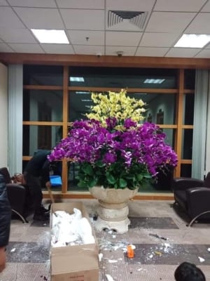 Chậu Hoa Lan Hồ Điệp Tết Đa Sắc 100 Cành Phát Tài, Phát Lộc 4 Chau Hoa Lan Ho Diep Tet 30