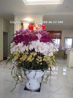 Chậu Hoa Lan Hồ Điệp Tết Đa Sắc Màu 130 Cành Sang Trọng 2 Chau Hoa Lan Ho Diep Tet 47