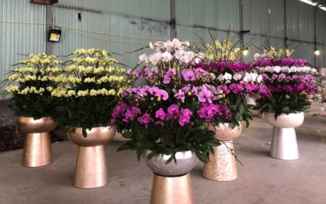 Chậu Hoa Lan Hồ Điệp Tết Đa Sắc 100 Cành Phát Tài, Phát Lộc 7 Chậu Hoa Lan Hồ Điệp Tết