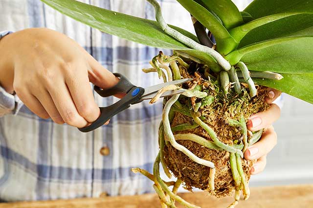 Cắt Bỏ Phần Rễ Bị Úng, Bị Thối Cắt Bỏ Phần Rễ Bị Úng, Bị Thối