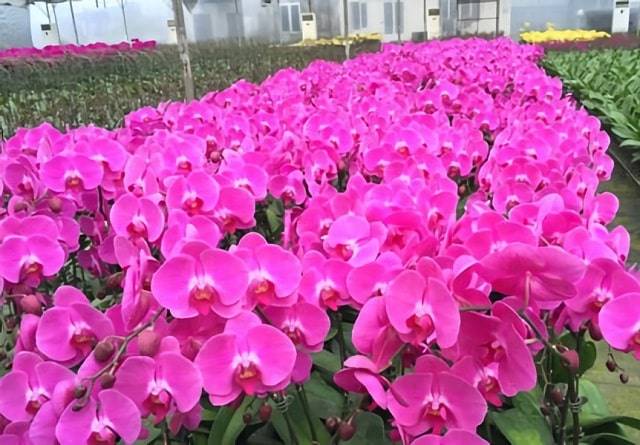 Hồ Điệp Hoa Tím Đại Diện Cho Sự Cao Quý, Quyền Uy Hồ Điệp Hoa Tím Đại Diện Cho Sự Cao Quý, Quyền Uy