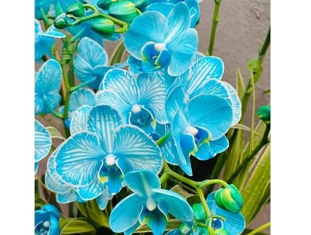 Hồ Điệp Xanh Ngọc Hồ Điệp Xanh Ngọc