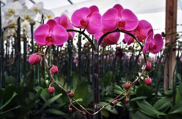 Lan Hồ Điệp Tượng Trưng Cho Tình Yêu Bền Lâu, Chân Thành Lan Hồ Điệp Tượng Trưng Cho Tình Yêu Bền Lâu, Chân Thành