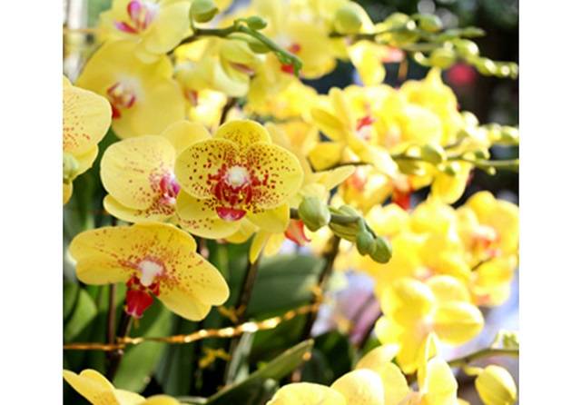 Sử Dụng Phân Bón Để Kích Thước Lan Hồ Điệp Ra Hoa Sử Dụng Phân Bón Để Kích Thước Lan Hồ Điệp Ra Hoa