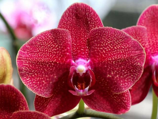 Đơn Vị Cung Cấp Lan Hồ Điệp Đỏ Ớt Chất Lượng Đơn Vị Cung Cấp Lan Hồ Điệp Đỏ Ớt Chất Lượng