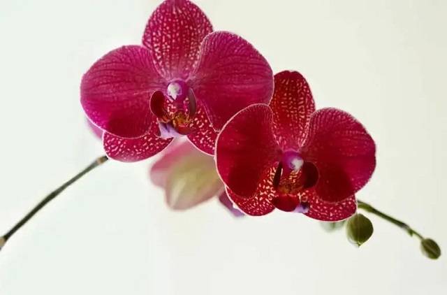 Hoa Lan Hồ Điệp Màu Đỏ Ớt Hoa Lan Hồ Điệp Màu Đỏ Ớt
