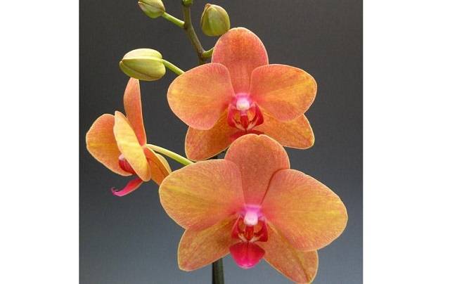Thường Xuyên Quan Sát Để Trừ Sâu Hại Cho Cây Lan Hồ Điệp Cam Là Biểu Tượng Của Sức Sống Tuổi Trẻ Đầy Mãnh Liệt