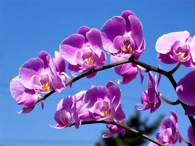 Thường Xuyên Quan Sát Để Trừ Sâu Hại Cho Cây Lan Hồ Điệp Tím Biểu Tượng Của Sự Chung Thủy Và Trung Thành Trong Tình Yêu