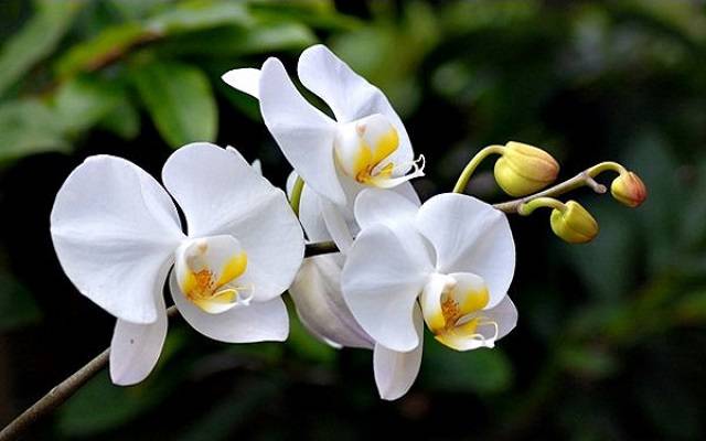 Hồ Điệp Trắng Thể Hiện Khởi Đầu Mới Suôn Sẻ Hồ Điệp Trắng Thể Hiện Khởi Đầu Mới Suôn Sẻ