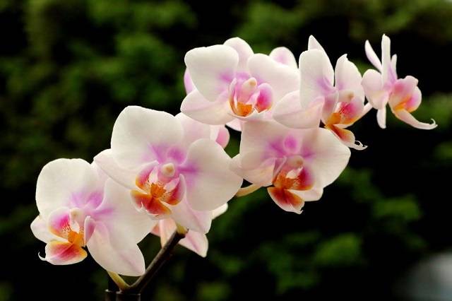 Thường Xuyên Quan Sát Để Trừ Sâu Hại Cho Cây Lan Hướng Dẫn Người Mới Trồng Hồ Điệp Đúng Chuẩn Và Ra Hoa Rực Rỡ
