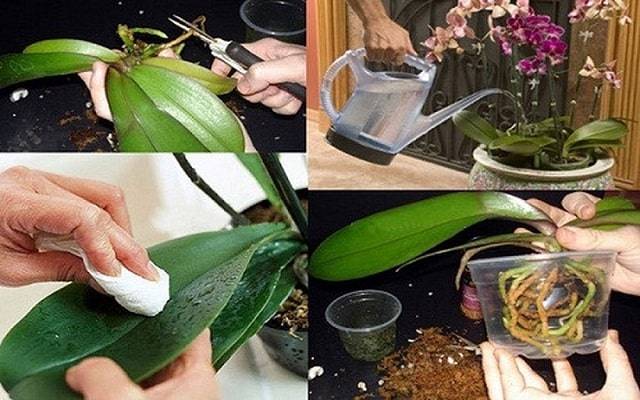 Hướng Dẫn Trồng Hoa Lan Hồ Điệp Sau Tết Hướng Dẫn Trồng Hoa Lan Hồ Điệp Sau Tết