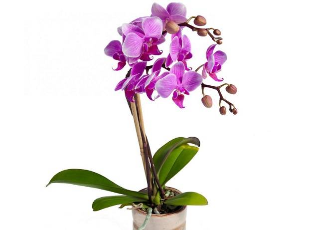 Khi Trồng Hoa Lan Hồ Điệp Cần Lưu Ý Những Điểm Nào? Khi Trồng Hoa Lan Hồ Điệp Cần Lưu Ý Những Điểm Nào?