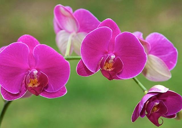 Thường Xuyên Quan Sát Để Trừ Sâu Hại Cho Cây Lan Lan Hồ Điệp Không Thích Ánh Nắng Gay Gắt Từ Mặt Trời