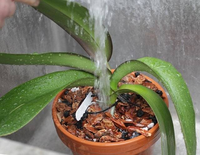 Lượng Nước Tưới Cho Lan Hồ Điệp Vào Mùa Đông Thấp Hơn Vào Mùa Hè Lượng Nước Tưới Cho Lan Hồ Điệp Vào Mùa Đông Thấp Hơn Vào Mùa Hè