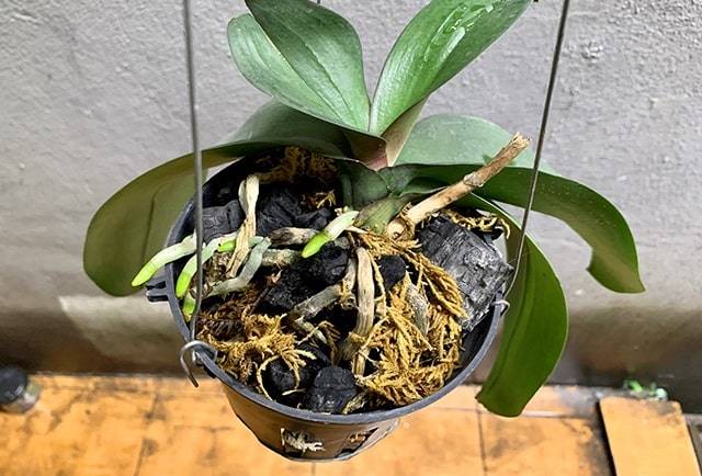 Quy Trình Các Bước Trồng Hoa Lan Hồ Điệp Quy Trình Các Bước Trồng Hoa Lan Hồ Điệp