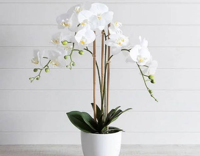 Thường Xuyên Quan Sát Để Trừ Sâu Hại Cho Cây Lan Thường Xuyên Quan Sát Để Trừ Sâu Hại Cho Cây Lan